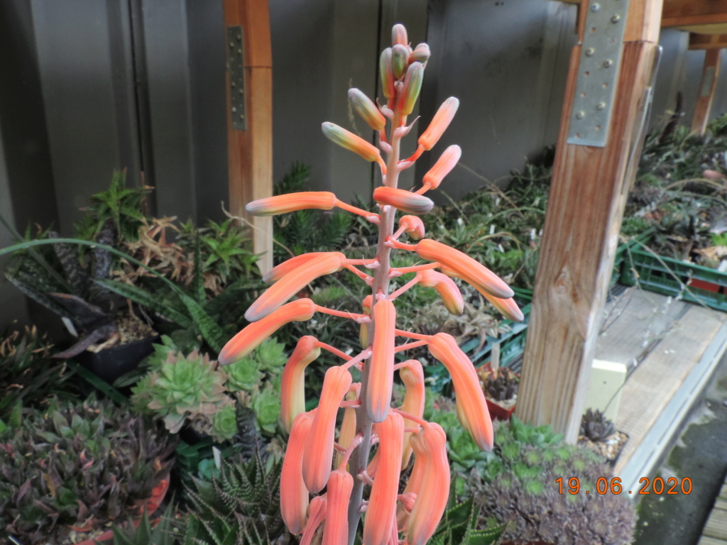 Cacti and Sukkulent in Köln, every day new flowers in the greenhouse Part 237 Bild5533