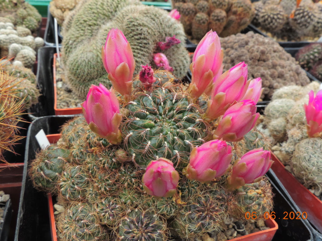 Cacti and Sukkulent in Köln, every day new flowers in the greenhouse Part 237 Bild5546