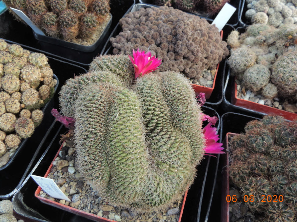 Cacti and Sukkulent in Köln, every day new flowers in the greenhouse Part 237 Bild5555