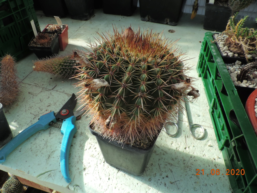 Cacti and Sukkulent in Köln, every day new flowers in the greenhouse Part 237 Bild5559