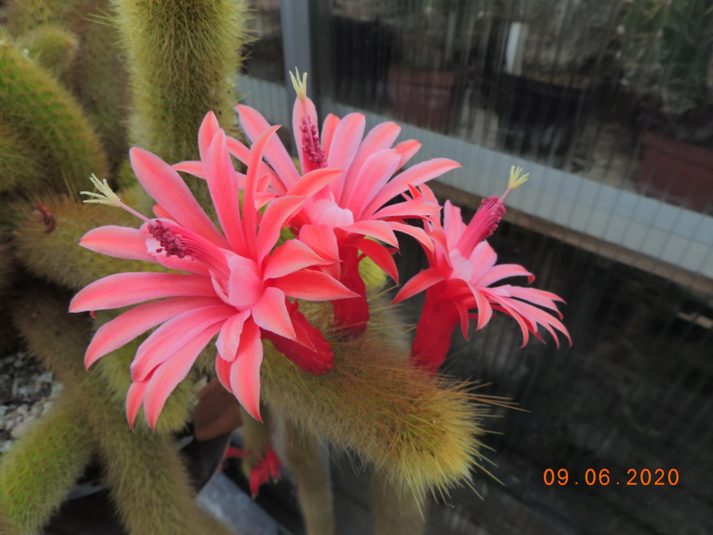 Cacti and Sukkulent in Köln, every day new flowers in the greenhouse Part 237 Bild5562