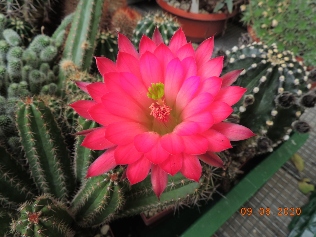 Cacti and Sukkulent in Köln, every day new flowers in the greenhouse Part 237 Bild5569
