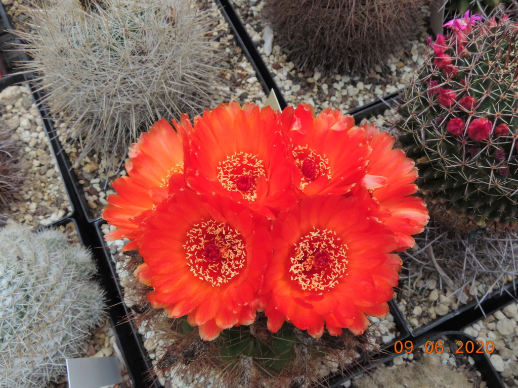 Cacti and Sukkulent in Köln, every day new flowers in the greenhouse Part 237 Bild5575