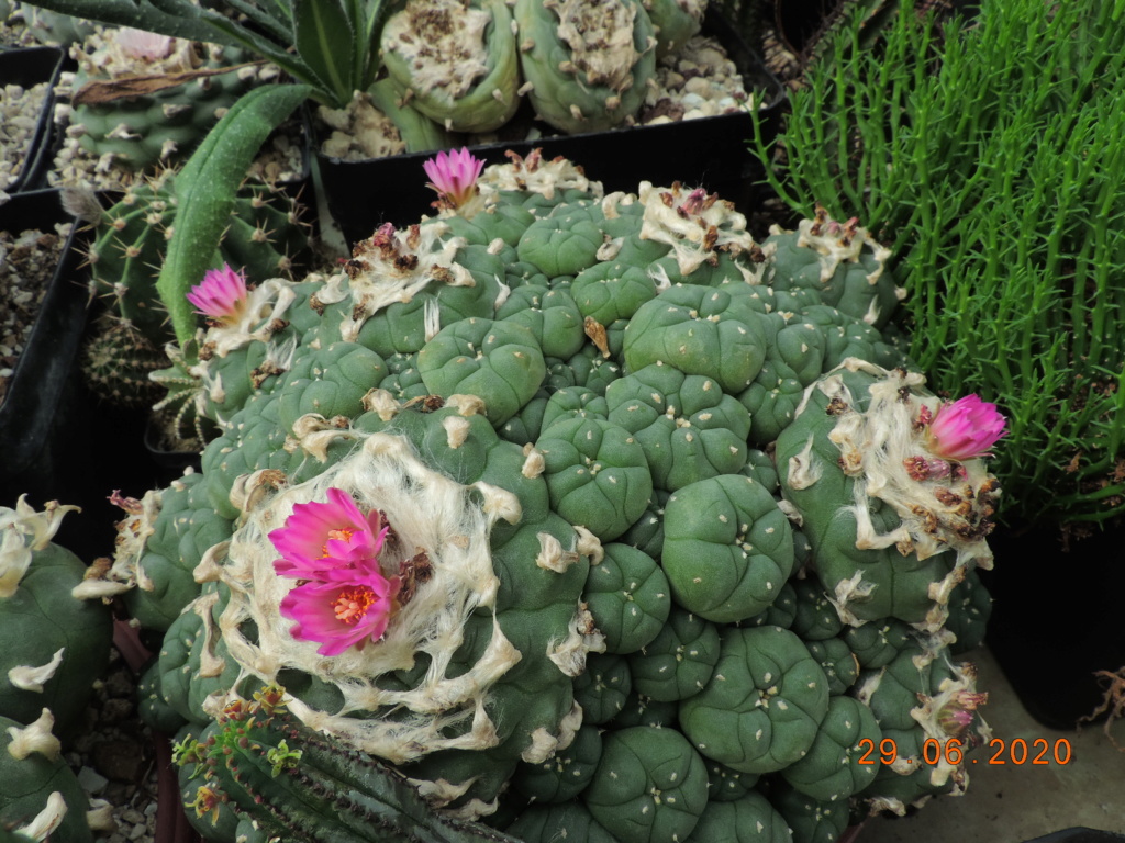 Cacti and Sukkulent in Köln, every day new flowers in the greenhouse Part 237 Bild5579