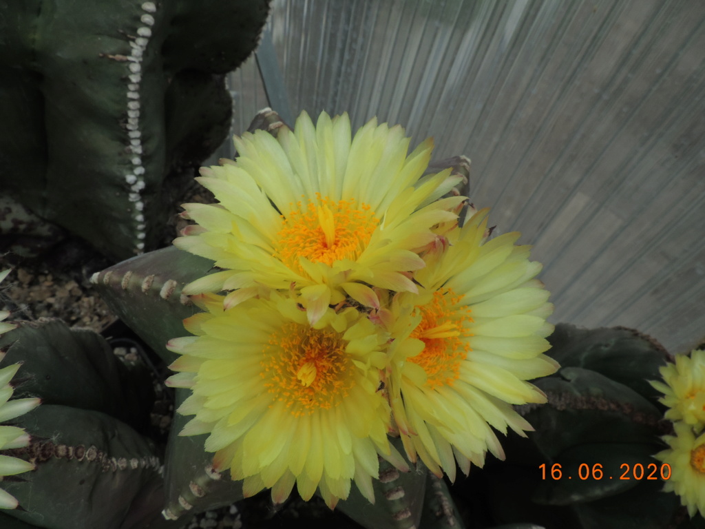 Cacti and Sukkulent in Köln, every day new flowers in the greenhouse Part 238 Bild5606