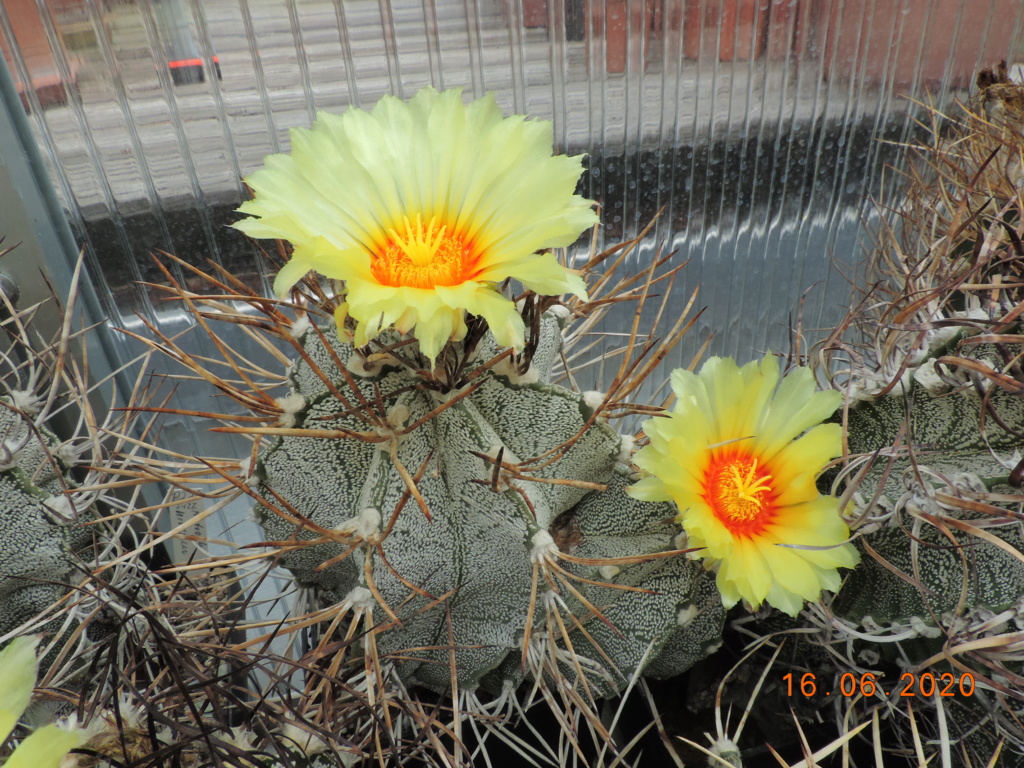 Cacti and Sukkulent in Köln, every day new flowers in the greenhouse Part 238 Bild5613