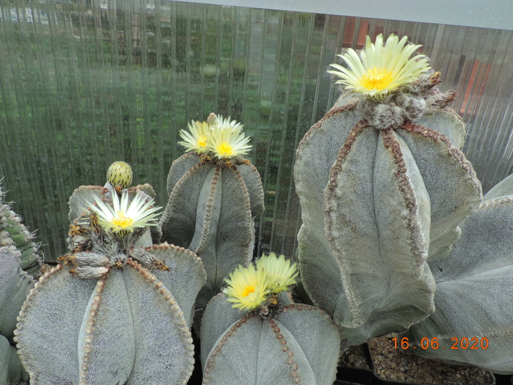 Cacti and Sukkulent in Köln, every day new flowers in the greenhouse Part 238 Bild5614