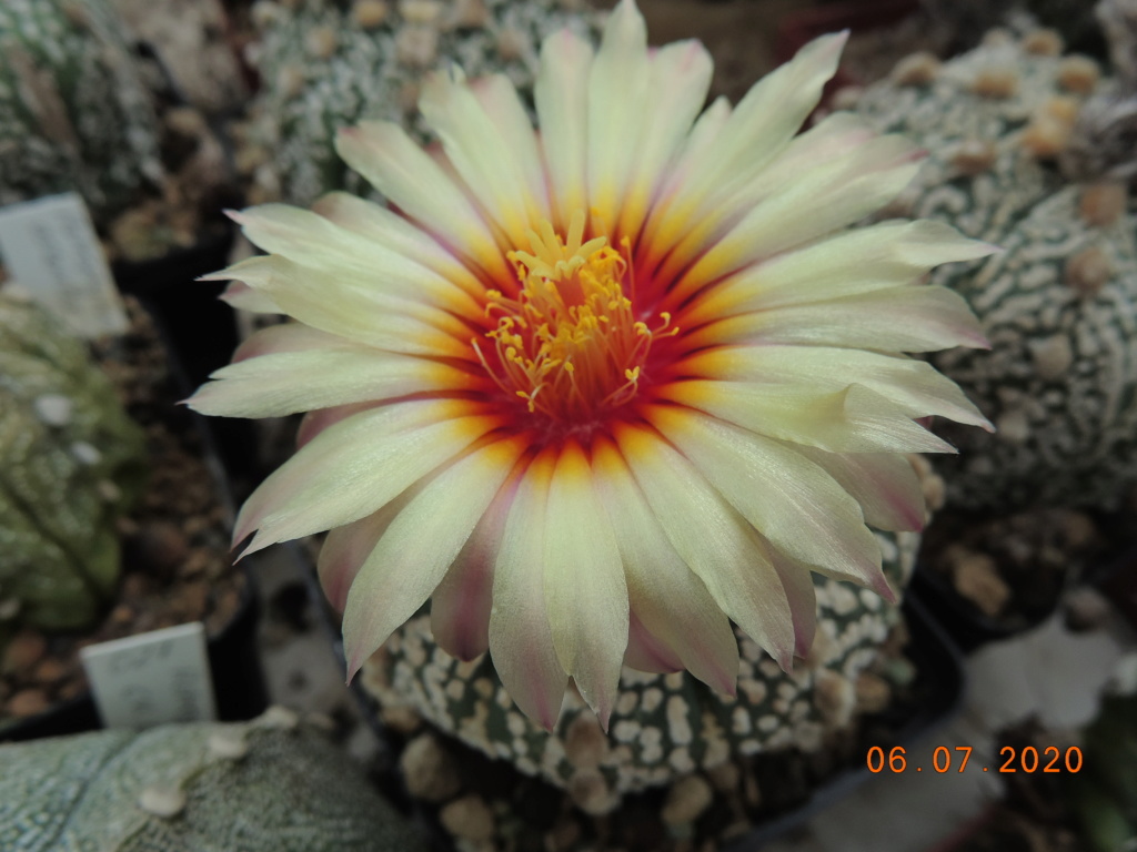 Cacti and Sukkulent in Köln, every day new flowers in the greenhouse Part 238 Bild5635