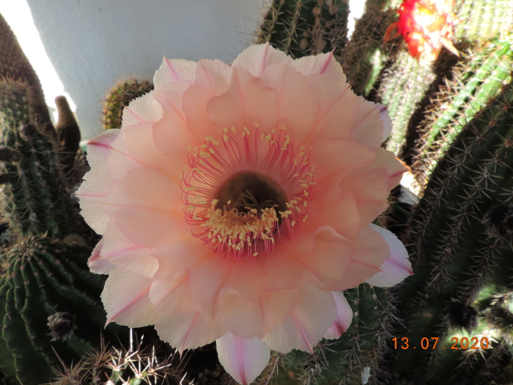 Cacti and Sukkulent in Köln, every day new flowers in the greenhouse Part 238 Bild5651