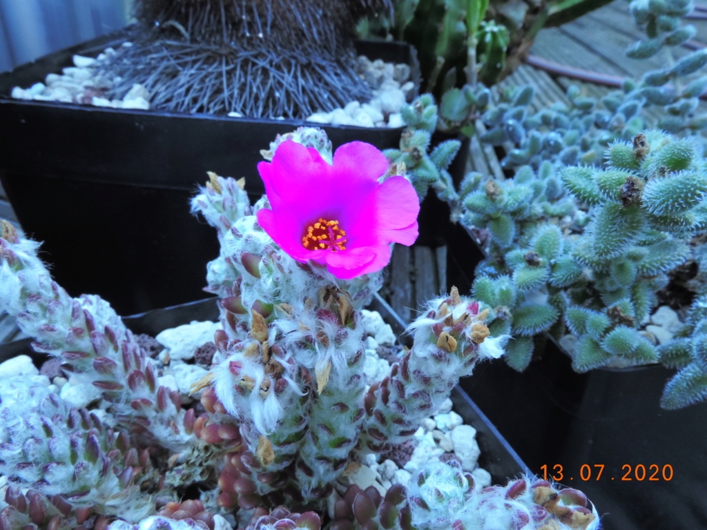 Cacti and Sukkulent in Köln, every day new flowers in the greenhouse Part 238 Bild5658