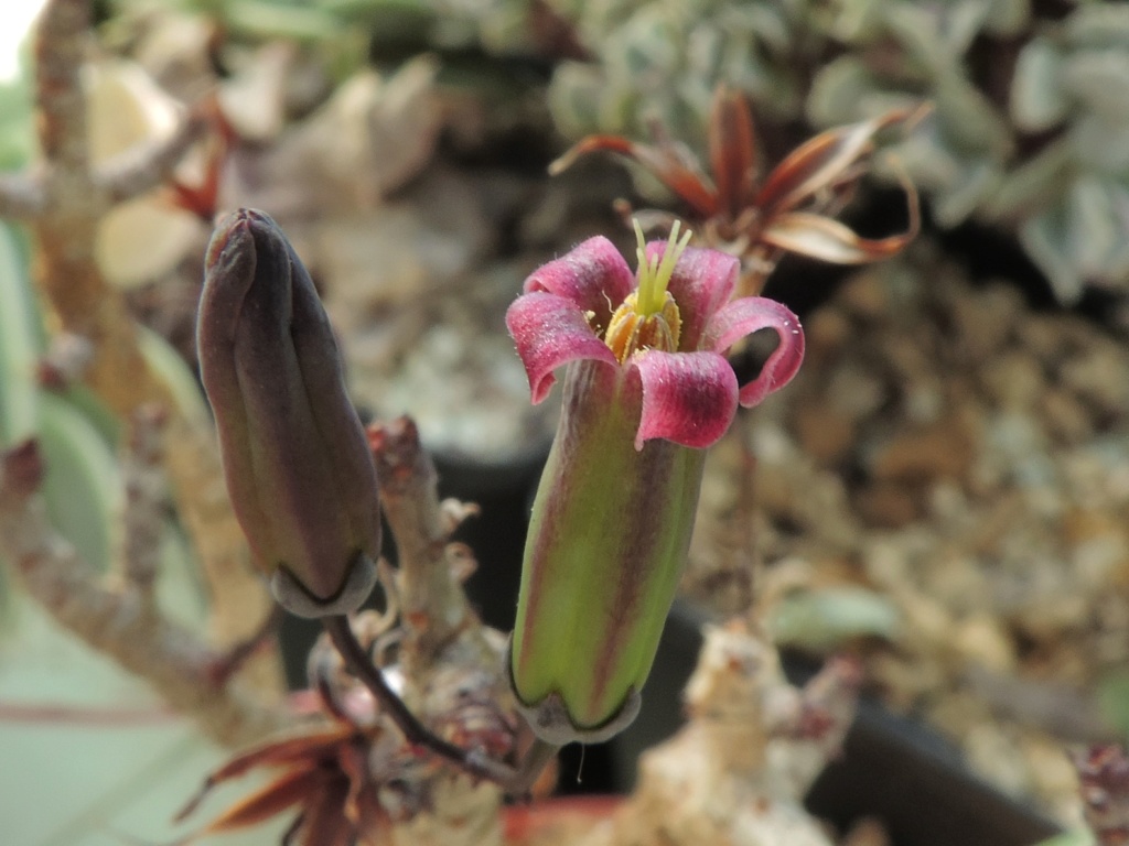 Cacti and Sukkulent in Köln, every day new flowers in the greenhouse Part 238 Bild5662