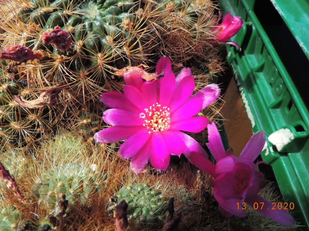 Cacti and Sukkulent in Köln, every day new flowers in the greenhouse Part 238 Bild5672