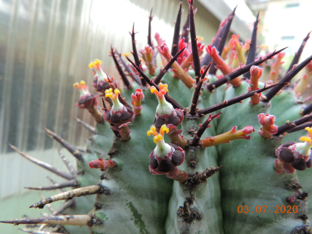 Cacti and Sukkulent in Köln, every day new flowers in the greenhouse Part 239 Bild5727