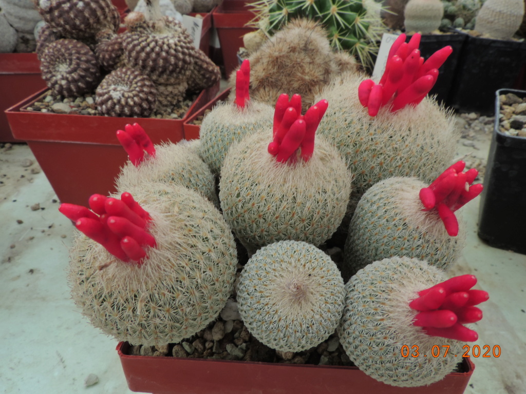 Cacti and Sukkulent in Köln, every day new flowers in the greenhouse Part 239 Bild5734