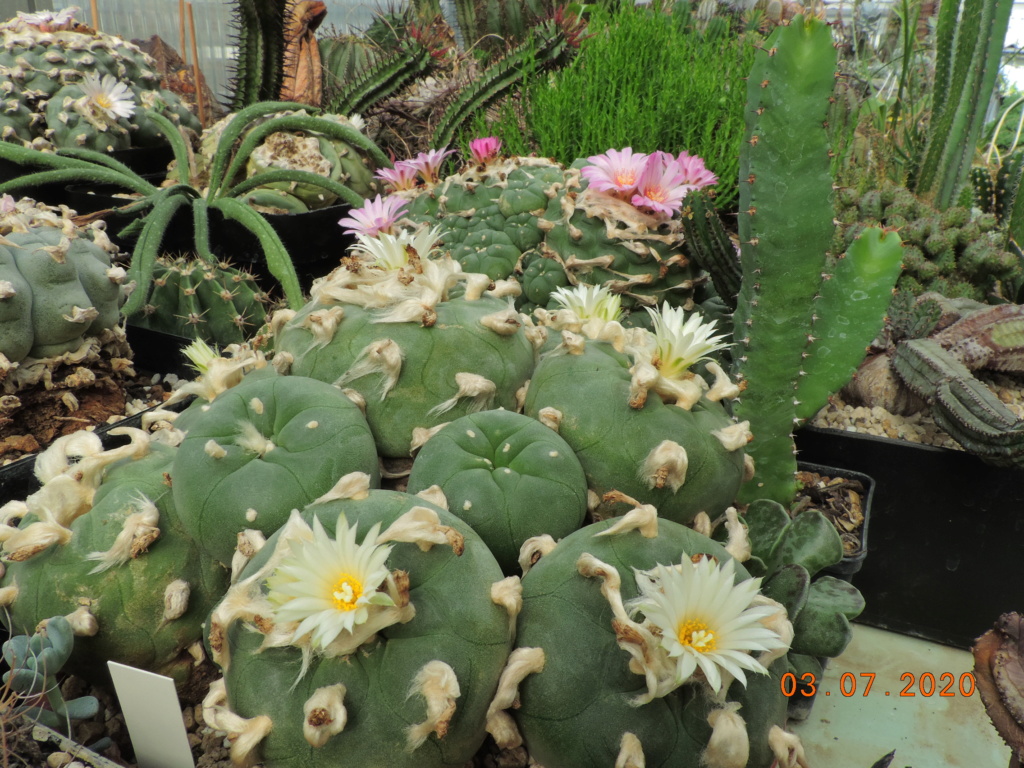 Cacti and Sukkulent in Köln, every day new flowers in the greenhouse Part 239 Bild5737