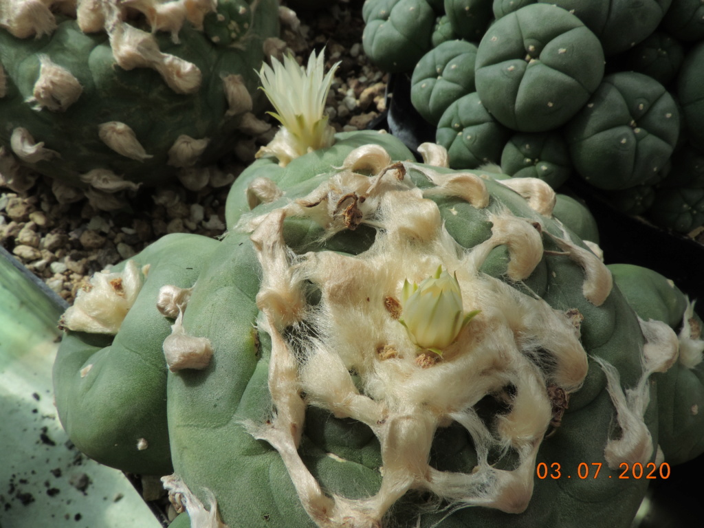 Cacti and Sukkulent in Köln, every day new flowers in the greenhouse Part 239 Bild5743