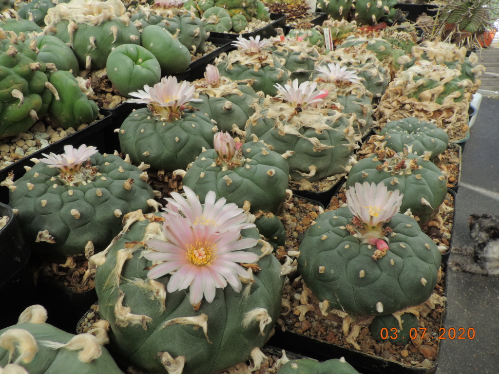 Cacti and Sukkulent in Köln, every day new flowers in the greenhouse Part 239 Bild5747