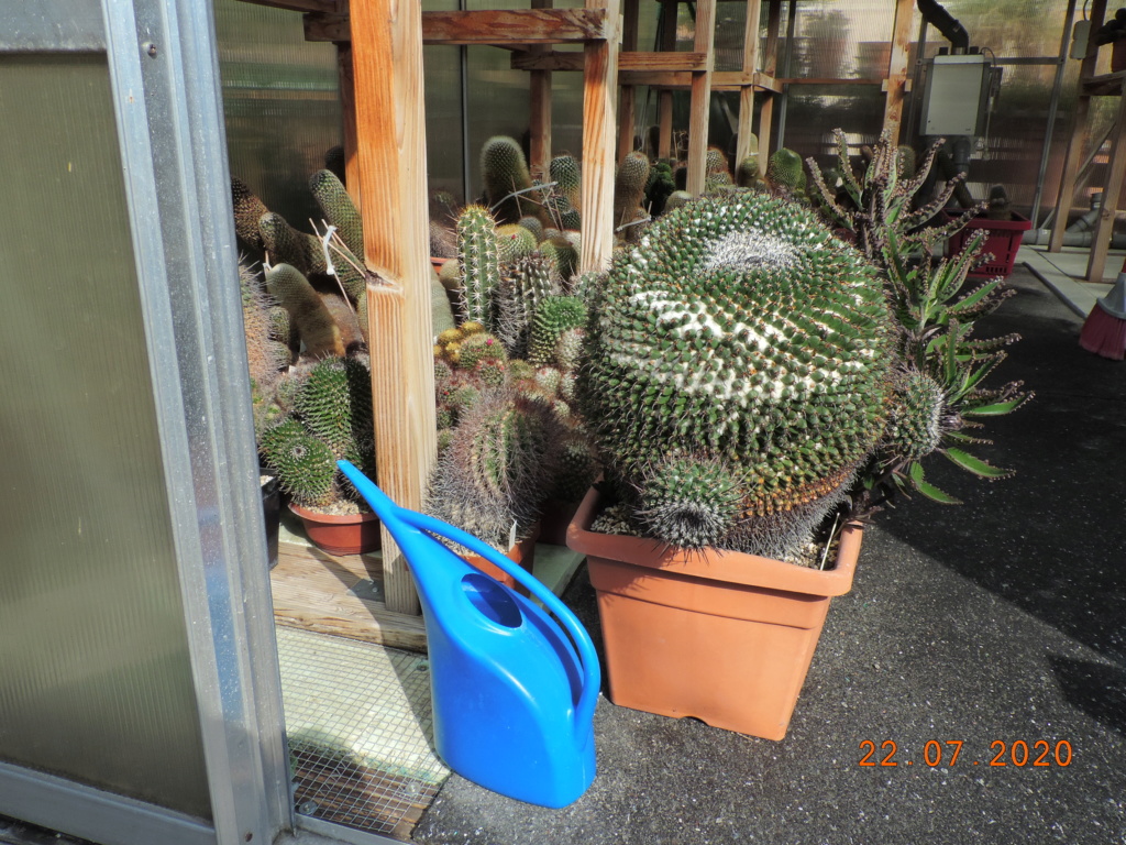 Cacti and Sukkulent in Köln, every day new flowers in the greenhouse Part 239 Bild5748