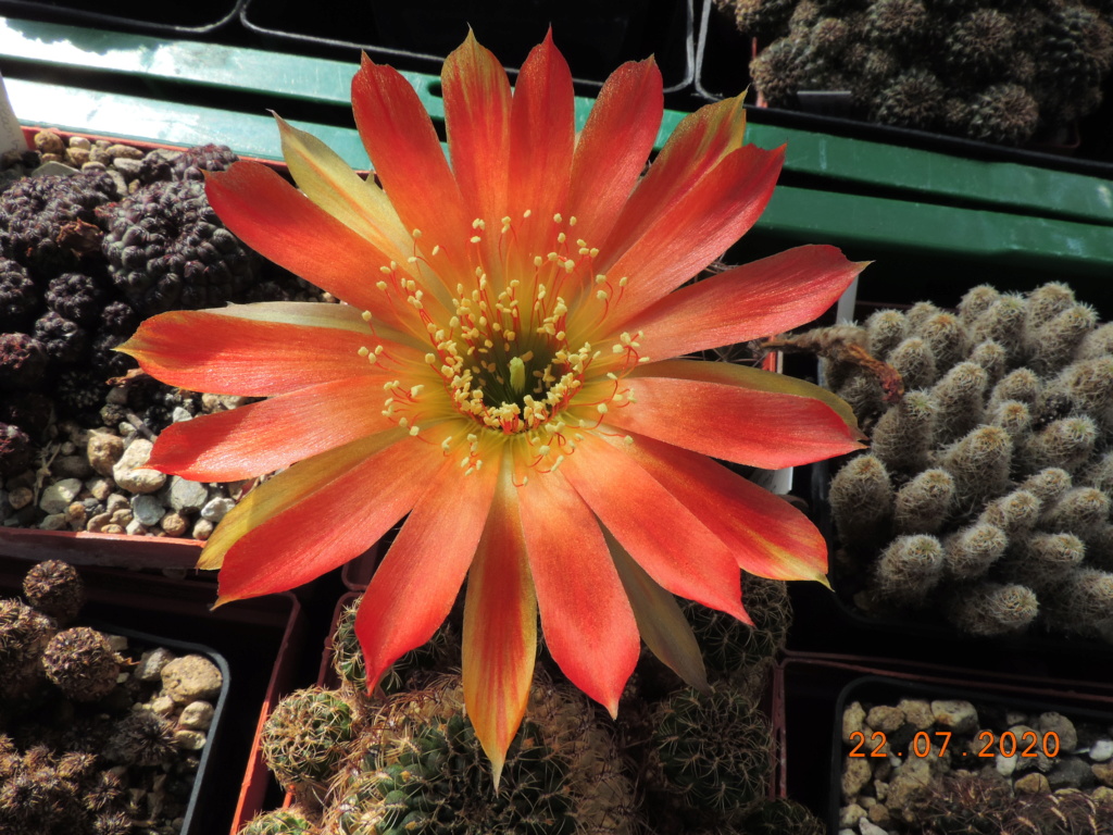 Cacti and Sukkulent in Köln, every day new flowers in the greenhouse Part 239 Bild5749