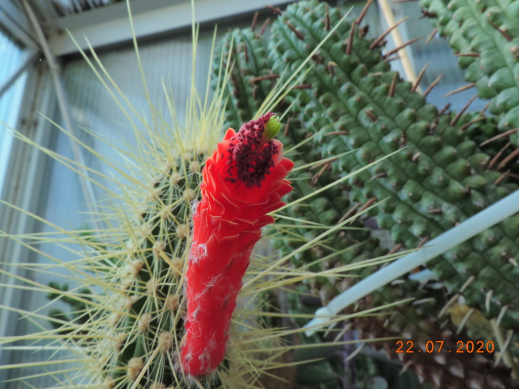 Cacti and Sukkulent in Köln, every day new flowers in the greenhouse Part 239 Bild5750