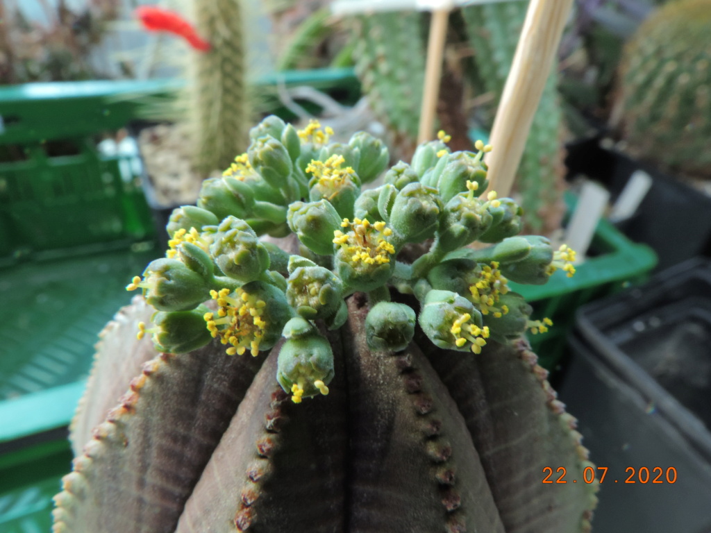 Cacti and Sukkulent in Köln, every day new flowers in the greenhouse Part 239 Bild5751