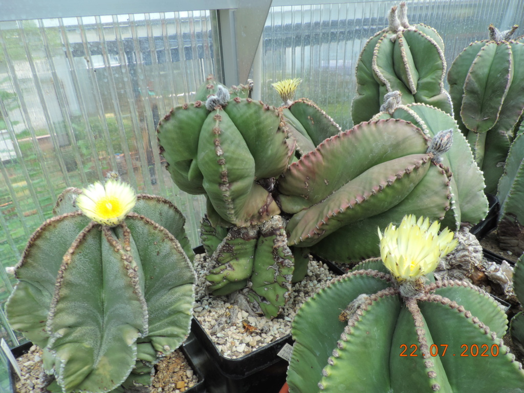 Cacti and Sukkulent in Köln, every day new flowers in the greenhouse Part 239 Bild5753