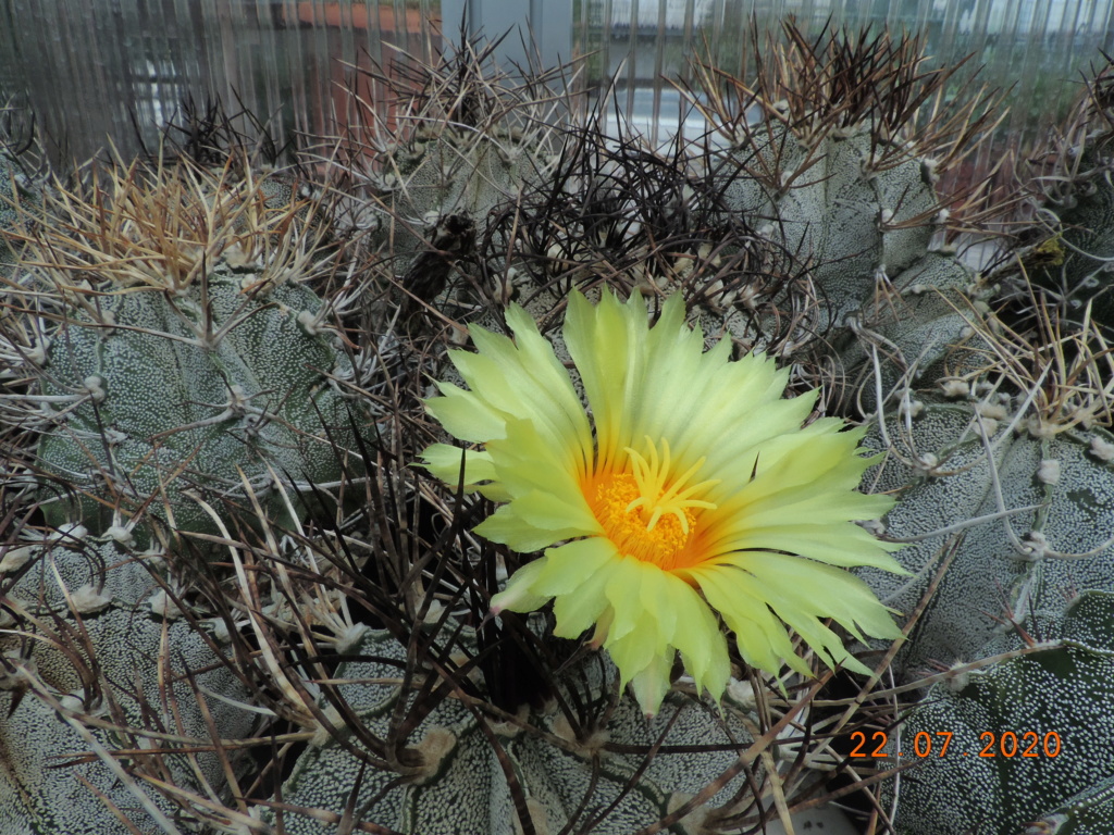 Cacti and Sukkulent in Köln, every day new flowers in the greenhouse Part 239 Bild5754