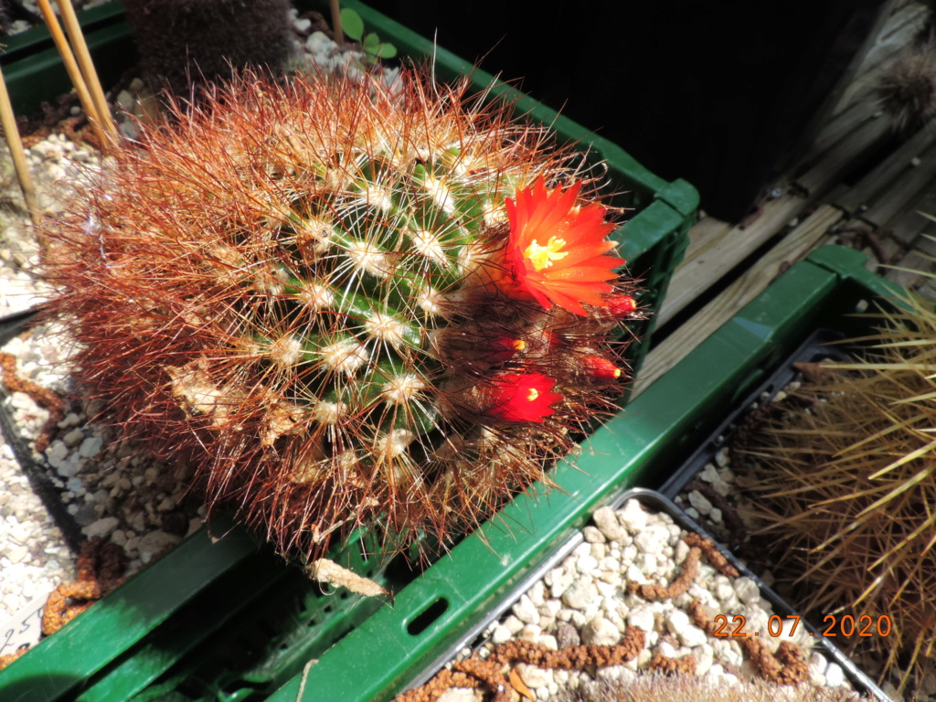 Cacti and Sukkulent in Köln, every day new flowers in the greenhouse Part 239 Bild5756