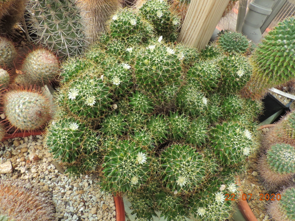 Cacti and Sukkulent in Köln, every day new flowers in the greenhouse Part 239 Bild5757