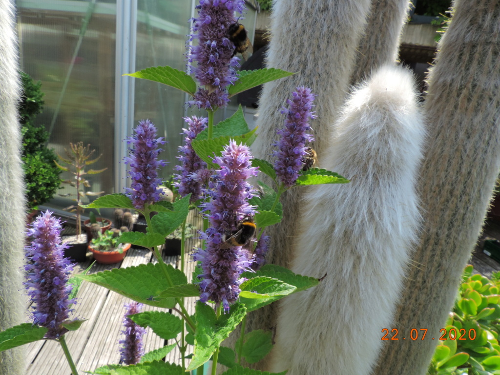 Cacti and Sukkulent in Köln, every day new flowers in the greenhouse Part 239 Bild5758