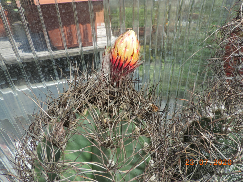 Cacti and Sukkulent in Köln, every day new flowers in the greenhouse Part 239 Bild5764