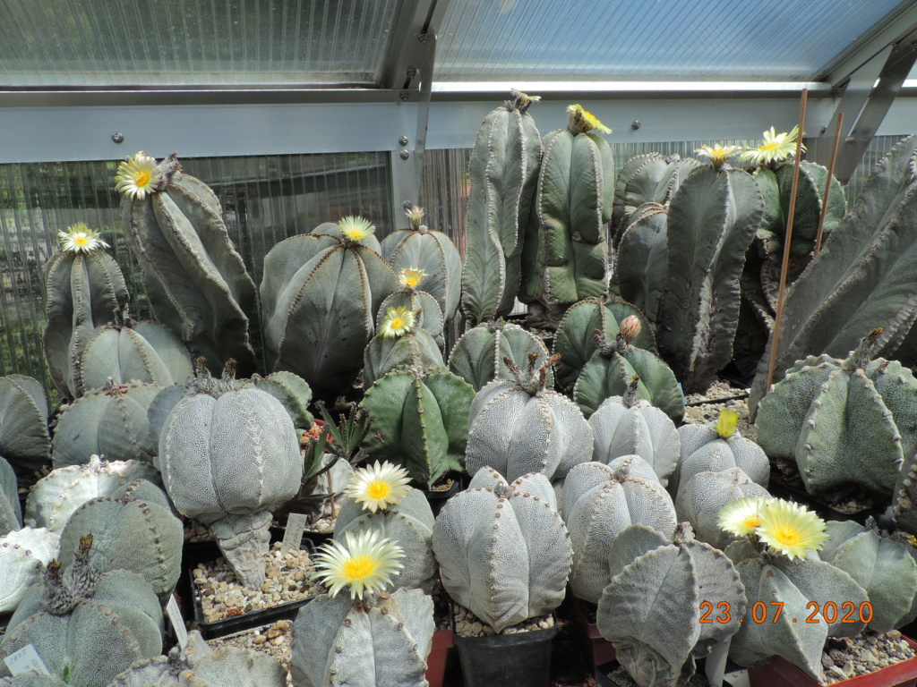 Cacti and Sukkulent in Köln, every day new flowers in the greenhouse Part 239 Bild5767