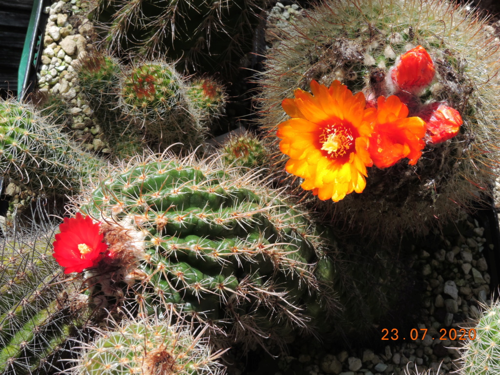 Cacti and Sukkulent in Köln, every day new flowers in the greenhouse Part 239 Bild5776