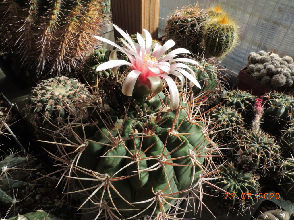 Cacti and Sukkulent in Köln, every day new flowers in the greenhouse Part 239 Bild5786