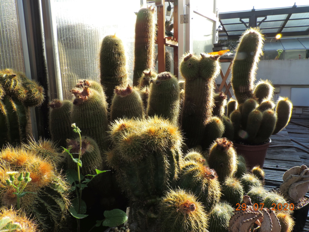 Cacti and Sukkulent in Köln, every day new flowers in the greenhouse Part 239 Bild5810
