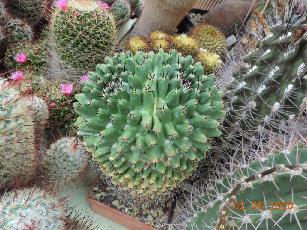 Cacti and Sukkulent in Köln, every day new flowers in the greenhouse Part 240 Bild5828