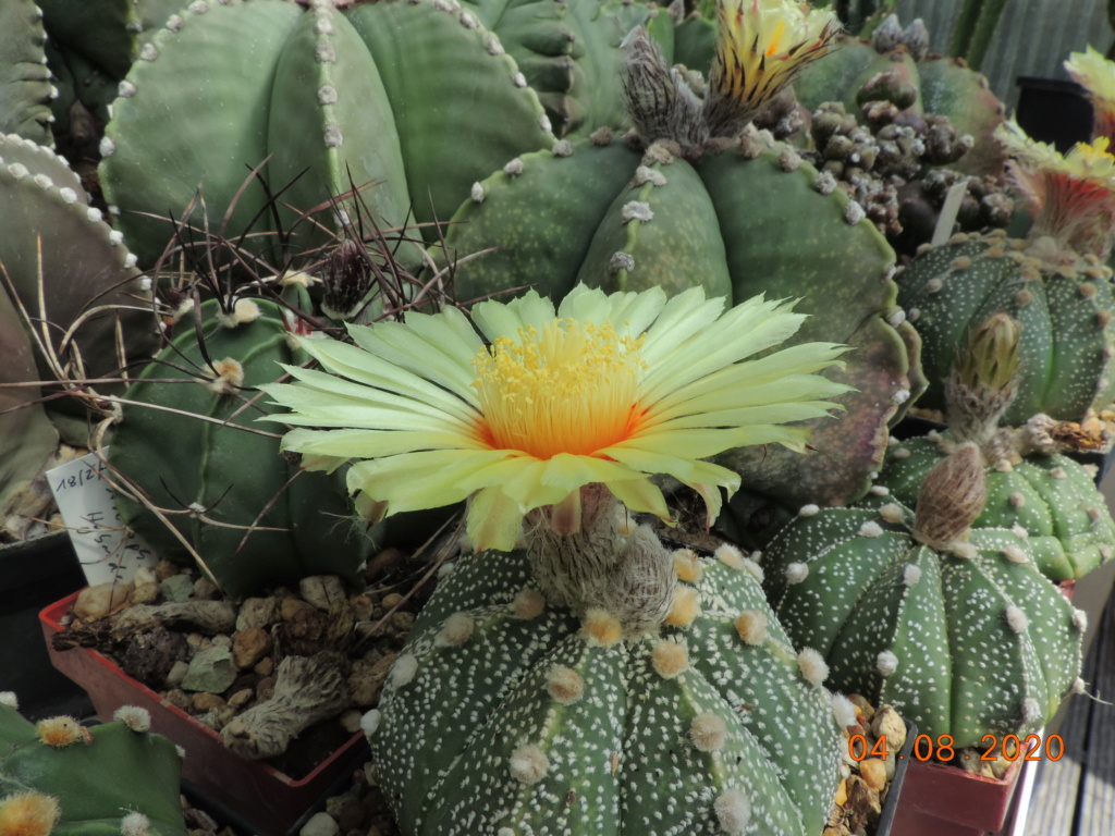 Cacti and Sukkulent in Köln, every day new flowers in the greenhouse Part 240 Bild5866