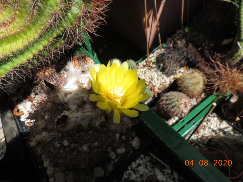 Cacti and Sukkulent in Köln, every day new flowers in the greenhouse Part 240 Bild5887