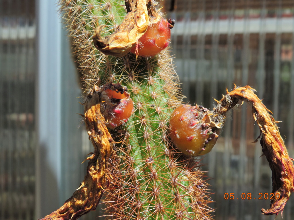 Cacti and Sukkulent in Köln, every day new flowers in the greenhouse Part 240 Bild5935