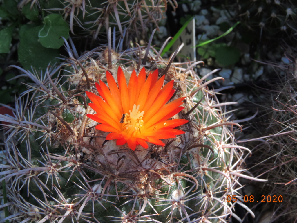 Cacti and Sukkulent in Köln, every day new flowers in the greenhouse Part 240 Bild5969