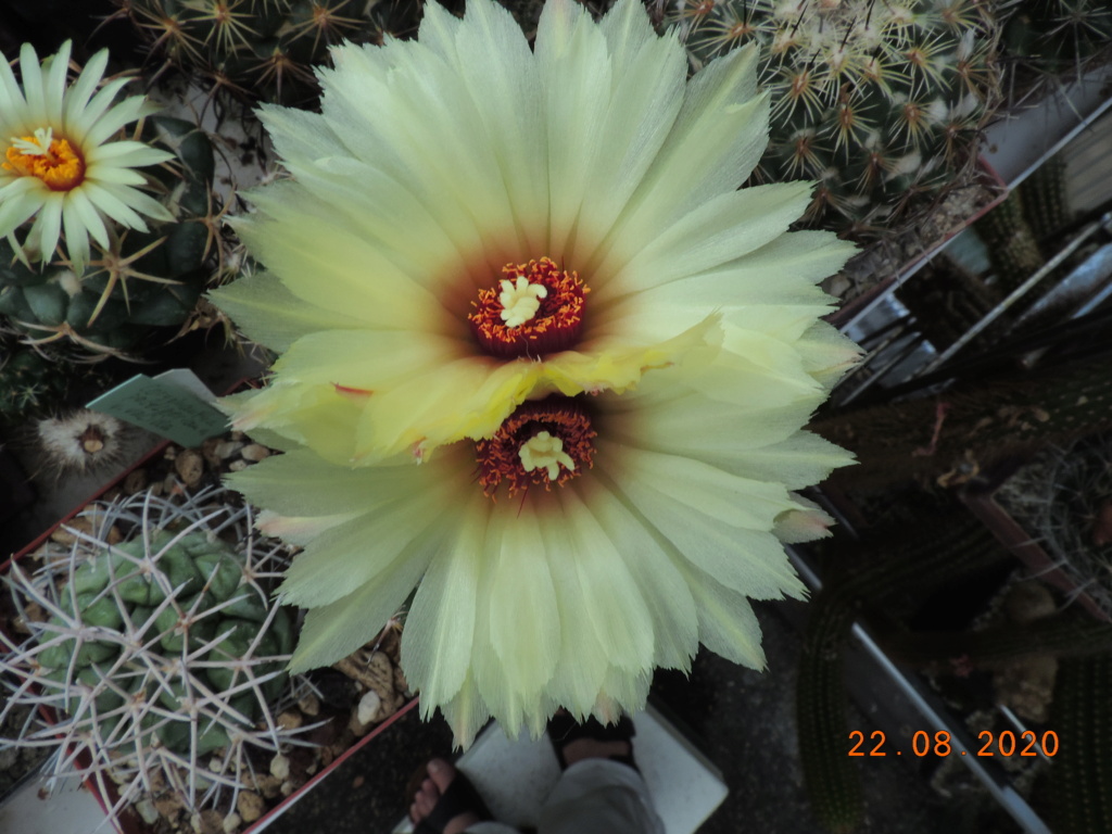 Cacti and Sukkulent in Köln, every day new flowers in the greenhouse Part 241 Bild5989