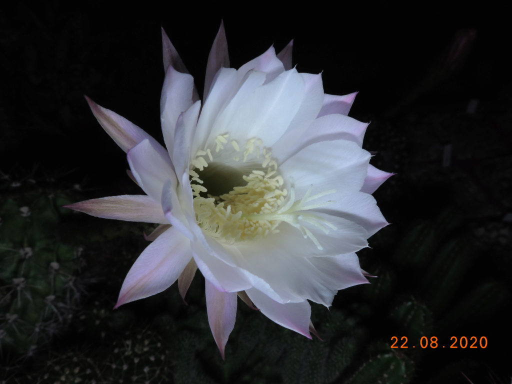 Cacti and Sukkulent in Köln, every day new flowers in the greenhouse Part 241 Bild5992