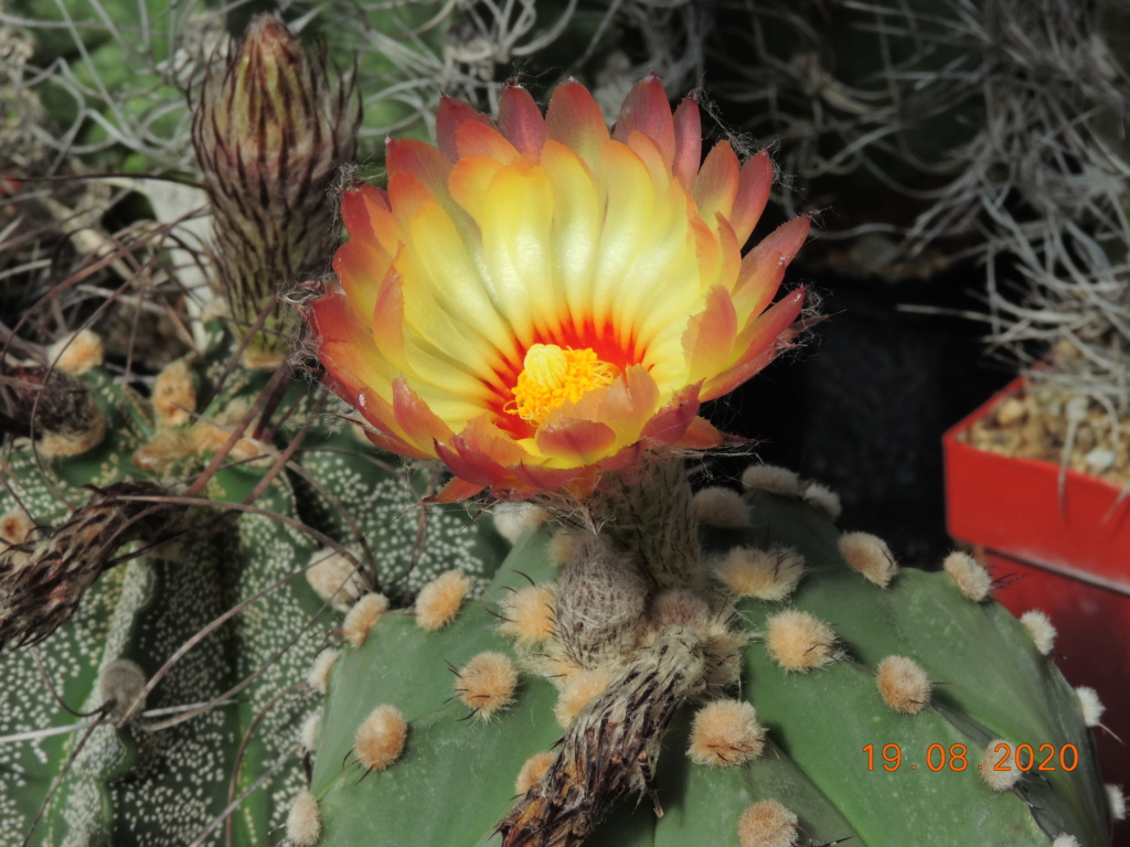 Cacti and Sukkulent in Köln, every day new flowers in the greenhouse Part 241 Bild6000