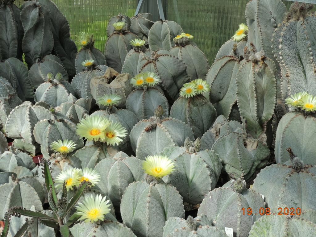 Cacti and Sukkulent in Köln, every day new flowers in the greenhouse Part 241 Bild6004