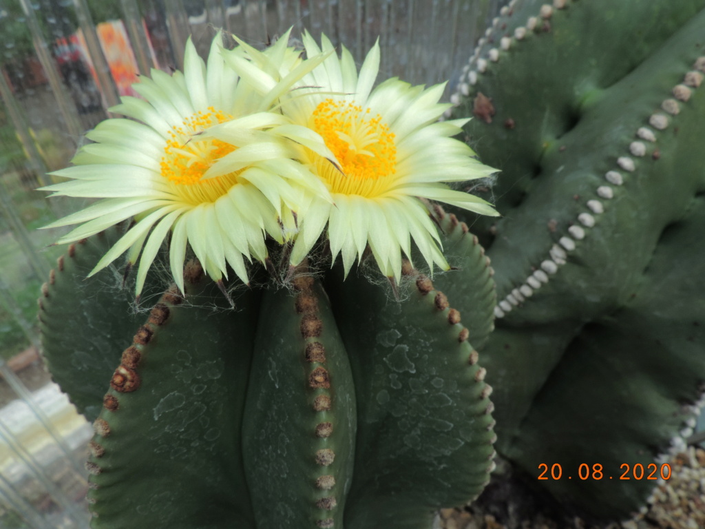 Cacti and Sukkulent in Köln, every day new flowers in the greenhouse Part 241 Bild6016