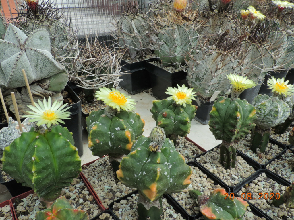 Cacti and Sukkulent in Köln, every day new flowers in the greenhouse Part 241 Bild6019