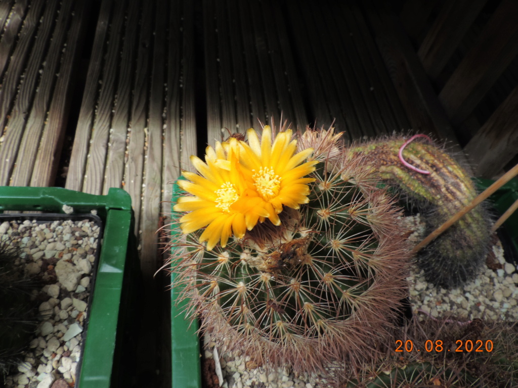 Cacti and Sukkulent in Köln, every day new flowers in the greenhouse Part 241 Bild6023