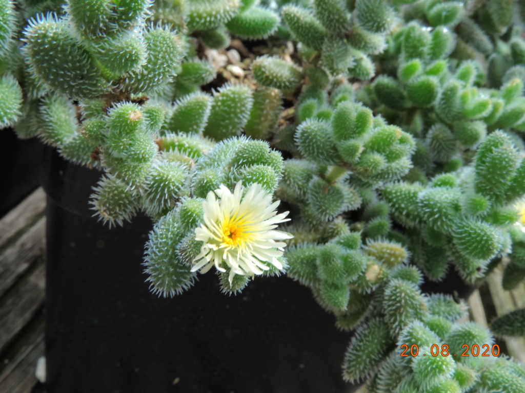 Cacti and Sukkulent in Köln, every day new flowers in the greenhouse Part 241 Bild6026