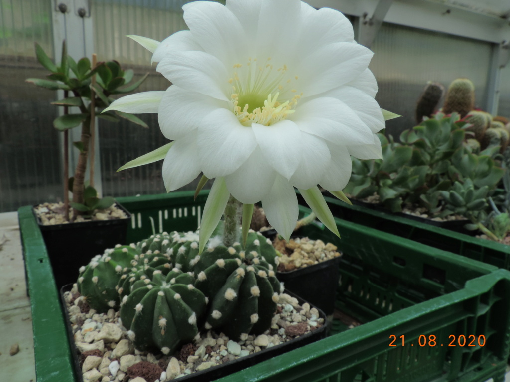 Cacti and Sukkulent in Köln, every day new flowers in the greenhouse Part 241 Bild6029