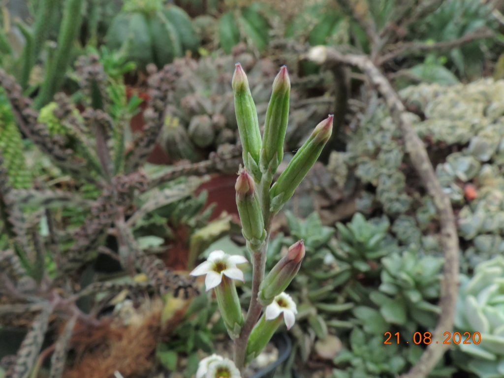 Cacti and Sukkulent in Köln, every day new flowers in the greenhouse Part 241 Bild6044